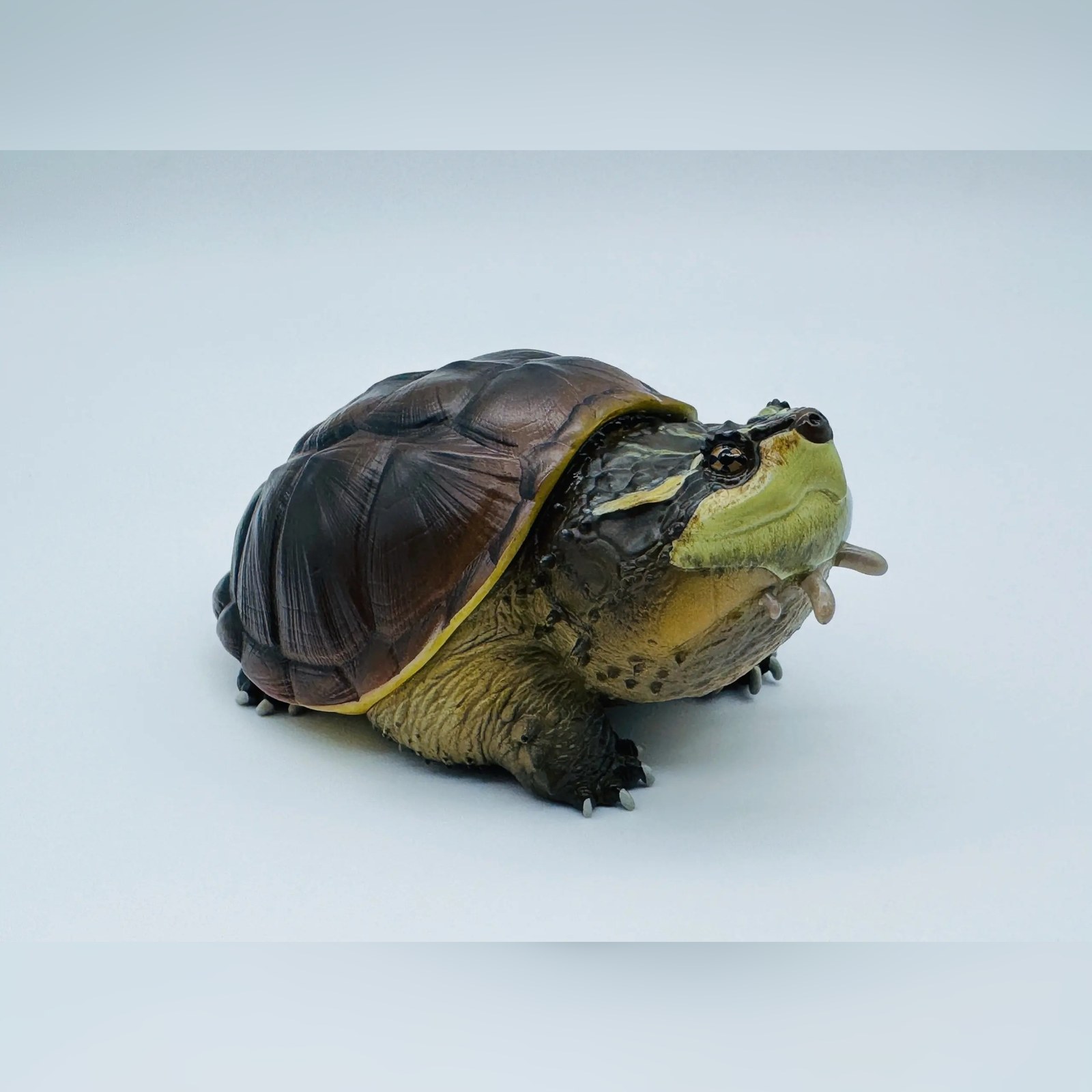AHB Series 22 - Central American Snapping Turtle – Chelydra rossignonii | Turtle