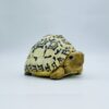 AHB-V22-07-02-109f3a59 AHB Series 22 - Leopard Tortoise – Stigmochelys pardalis | Turtle