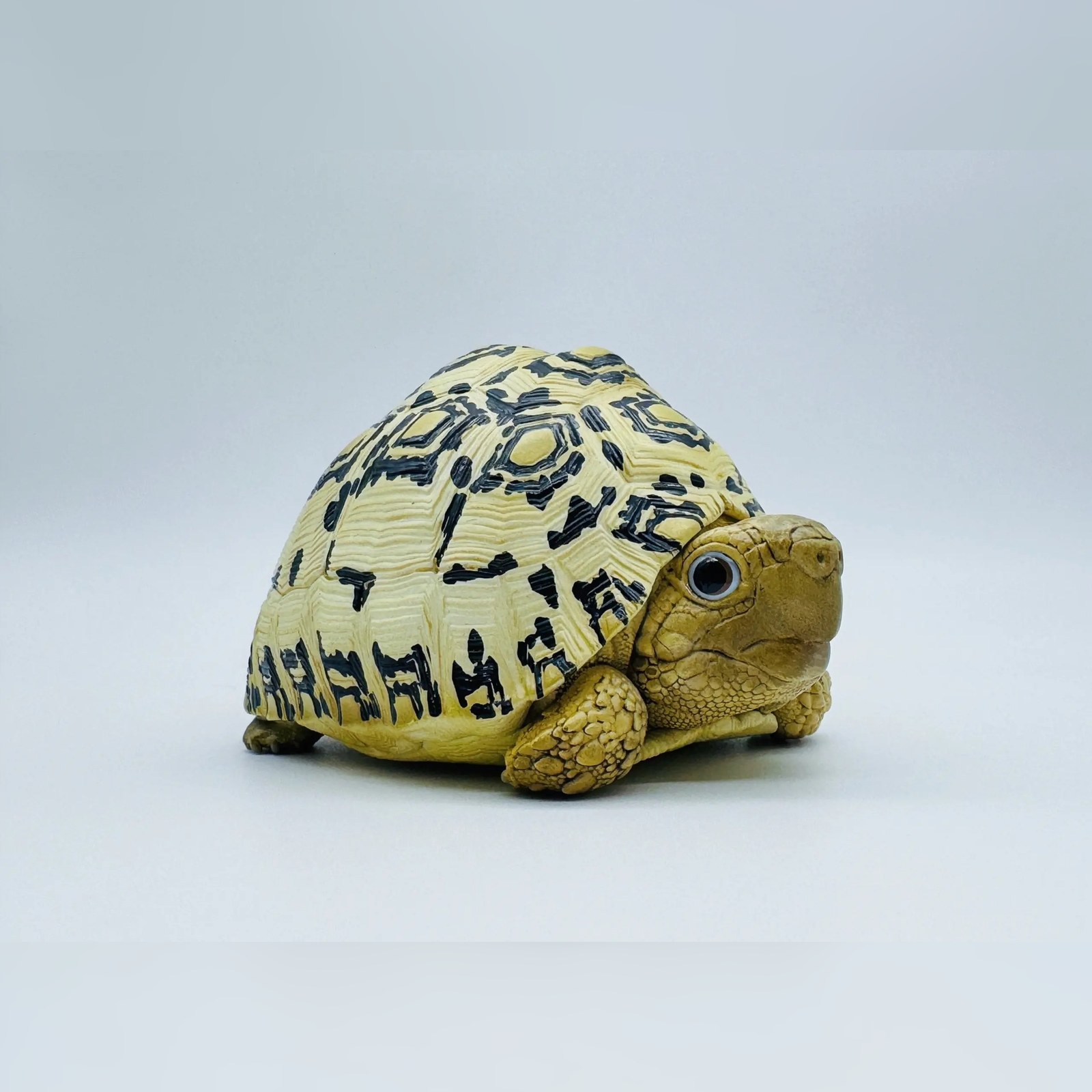 AHB-V22-07-02-109f3a59 AHB Series 22 - Leopard Tortoise – Stigmochelys pardalis | Turtle