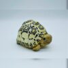 AHB-V22-07-03-a72e5a46 AHB Series 22 - Leopard Tortoise – Stigmochelys pardalis | Turtle
