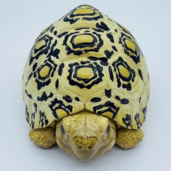 AHB-V22-07-04 AHB Series 22 - Leopard Tortoise – Stigmochelys pardalis | Turtle