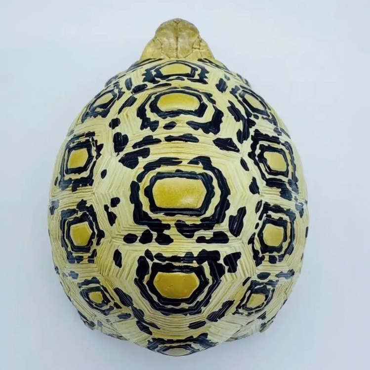 AHB-V22-07-05 AHB Series 22 - Leopard Tortoise – Stigmochelys pardalis | Turtle