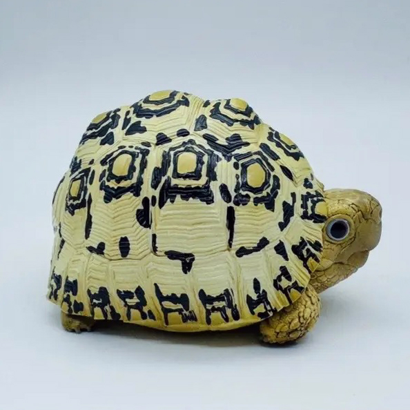 AHB-V22-07-06 AHB Series 22 - Leopard Tortoise – Stigmochelys pardalis | Turtle