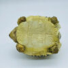 AHB-V22-07-08 AHB Series 22 - Leopard Tortoise – Stigmochelys pardalis | Turtle