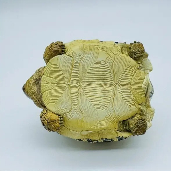 AHB-V22-07-08 AHB Series 22 - Leopard Tortoise – Stigmochelys pardalis | Turtle