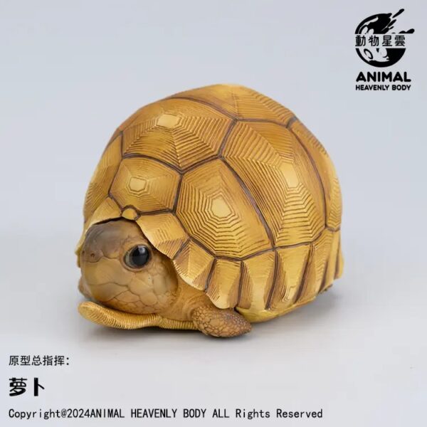 AHB-V22-08-01 AHB Series 22 - Ploughshare Tortoise – Astrochelys yniphora | Turtle