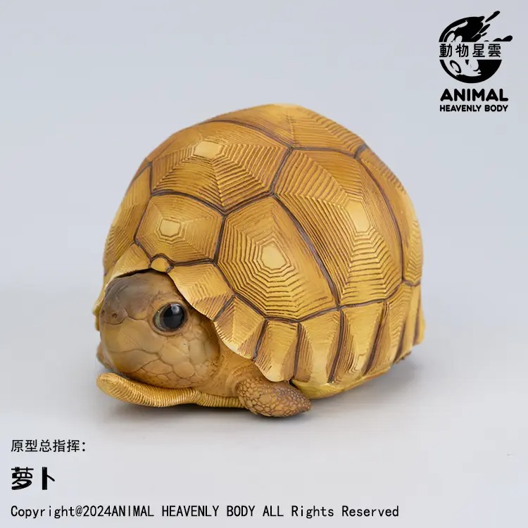 AHB Series 22 - Ploughshare Tortoise – Astrochelys yniphora | Turtle
