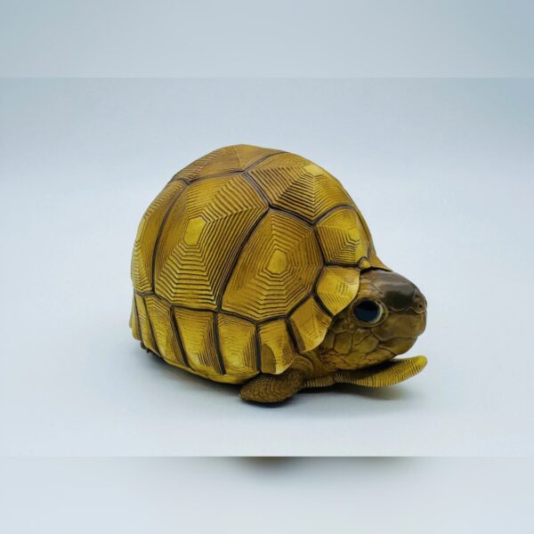 AHB-V22-08-02-8bbb5731 AHB Series 22 - Ploughshare Tortoise – Astrochelys yniphora | Turtle