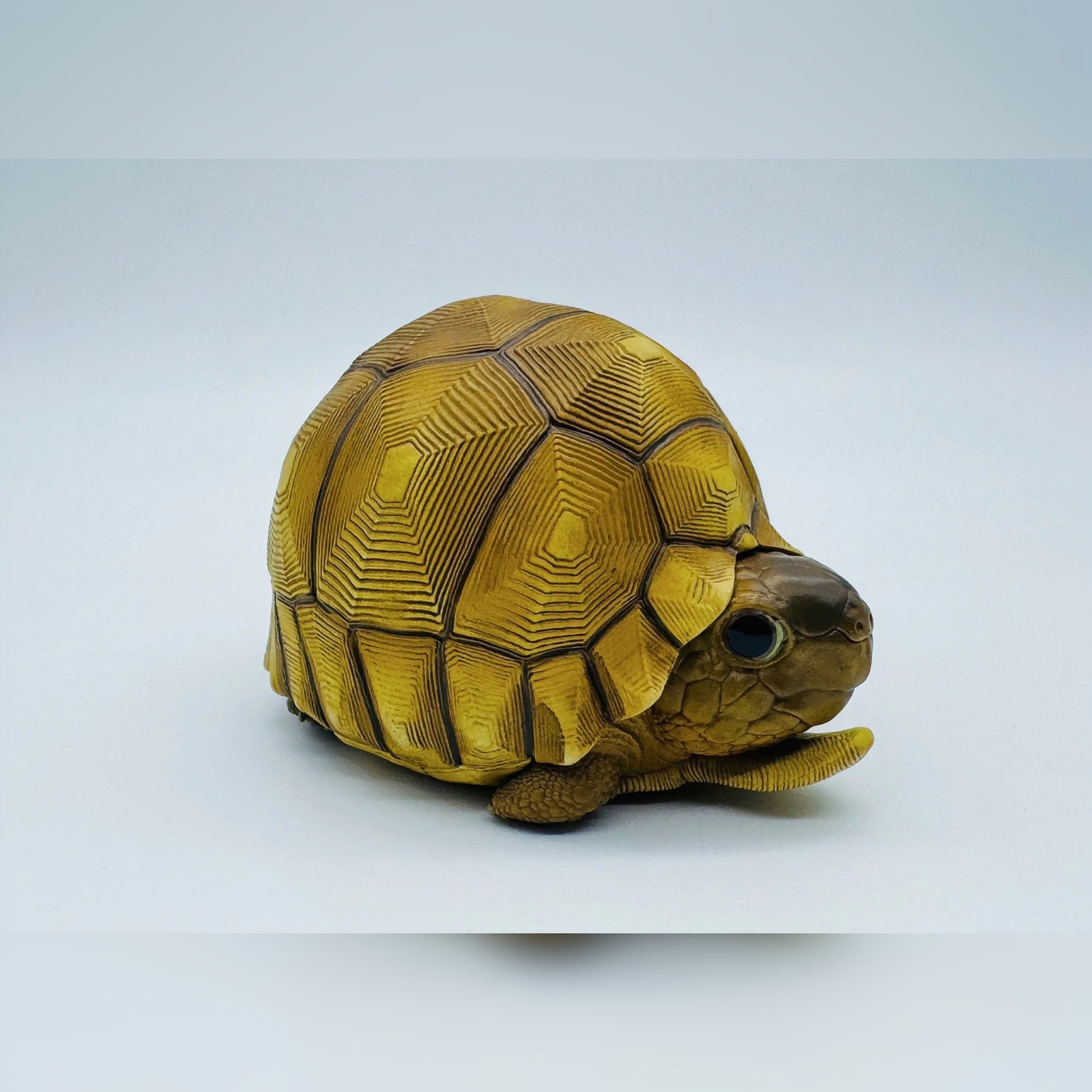 AHB-V22-08-02-8bbb5731 AHB Series 22 - Ploughshare Tortoise – Astrochelys yniphora | Turtle