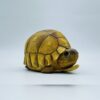 AHB-V22-08-03-b912ccc0 AHB Series 22 - Ploughshare Tortoise – Astrochelys yniphora | Turtle