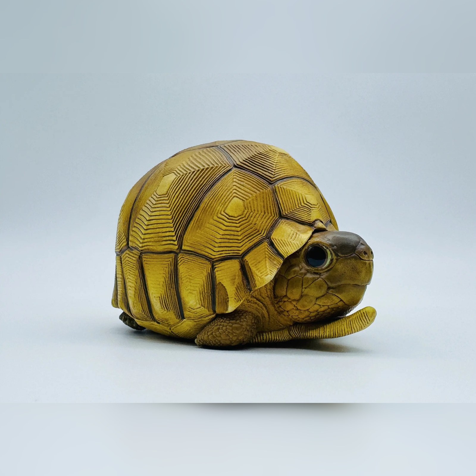 AHB-V22-08-03-b912ccc0 AHB Series 22 - Ploughshare Tortoise – Astrochelys yniphora | Turtle