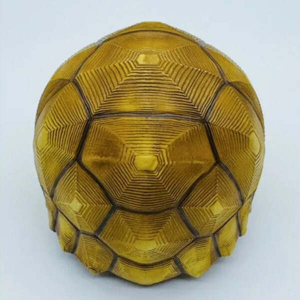 AHB-V22-08-05 AHB Series 22 - Ploughshare Tortoise – Astrochelys yniphora | Turtle