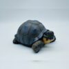 AHB-V22-Hidden-01-b45f3565 AHB Series 22 - Galapagos Giant Tortoise – Chelonoidis nigra | Turtle