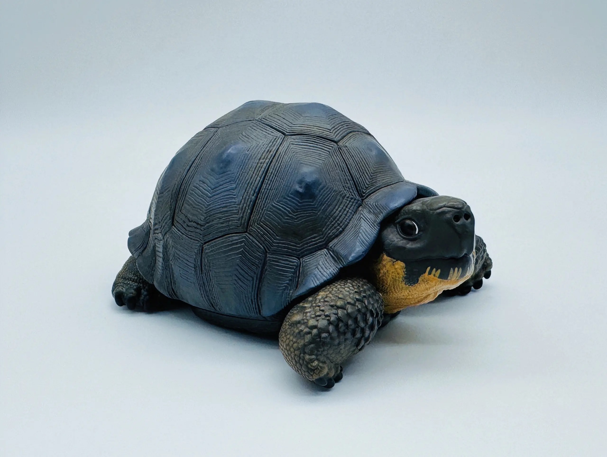 Galapagos Giant Tortoise