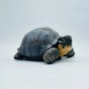 AHB-V22-Hidden-02-240ee443 AHB Series 22 - Galapagos Giant Tortoise – Chelonoidis nigra | Turtle