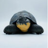 AHB-V22-Hidden-03 AHB Series 22 - Galapagos Giant Tortoise – Chelonoidis nigra | Turtle
