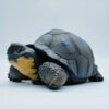 AHB-V22-Hidden-04 AHB Series 22 - Galapagos Giant Tortoise – Chelonoidis nigra | Turtle