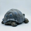 AHB-V22-Hidden-05 AHB Series 22 - Galapagos Giant Tortoise – Chelonoidis nigra | Turtle