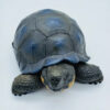 AHB-V22-Hidden-06 AHB Series 22 - Galapagos Giant Tortoise – Chelonoidis nigra | Turtle