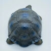 AHB-V22-Hidden-07 AHB Series 22 - Galapagos Giant Tortoise – Chelonoidis nigra | Turtle