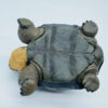 AHB-V22-Hidden-10 AHB Series 22 - Galapagos Giant Tortoise – Chelonoidis nigra | Turtle