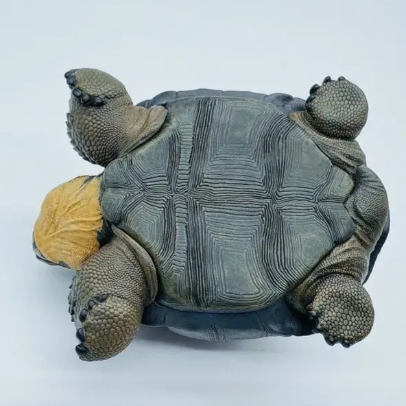AHB-V22-Hidden-10 AHB Series 22 - Galapagos Giant Tortoise – Chelonoidis nigra | Turtle