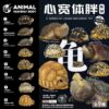 AHB Series 22 - Indian Star Tortoise – Geochelone elegans | Turtle
