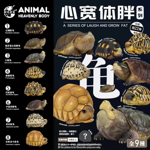 AHB-V22-Poster AHB Series 22 - Red-footed Tortoise – Geochelone carbonaria | Turtle
