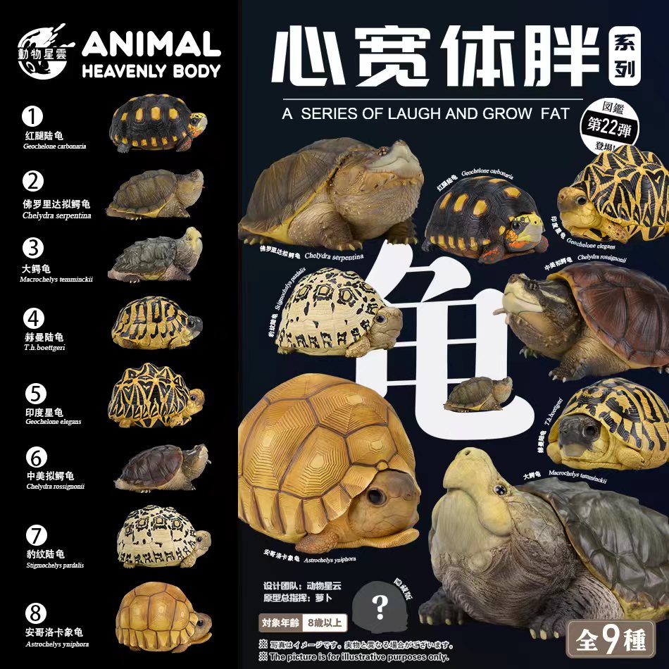 AHB Series 22 - Indian Star Tortoise – Geochelone elegans | Turtle