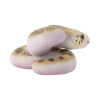 AHB Series 23 - Pine Snake – Pituophis melanoleucus | Snake