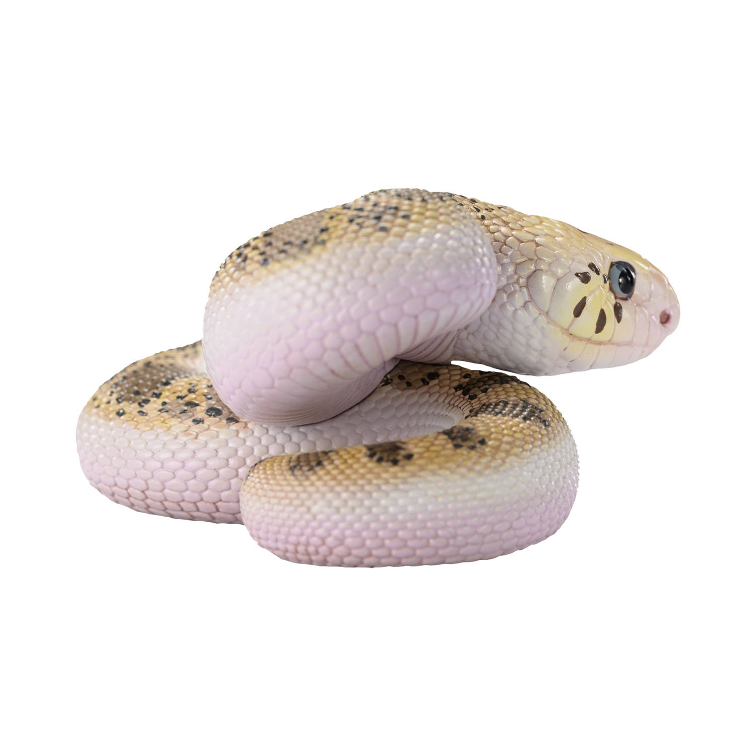 AHB Series 23 - Pine Snake – Pituophis melanoleucus | Snake