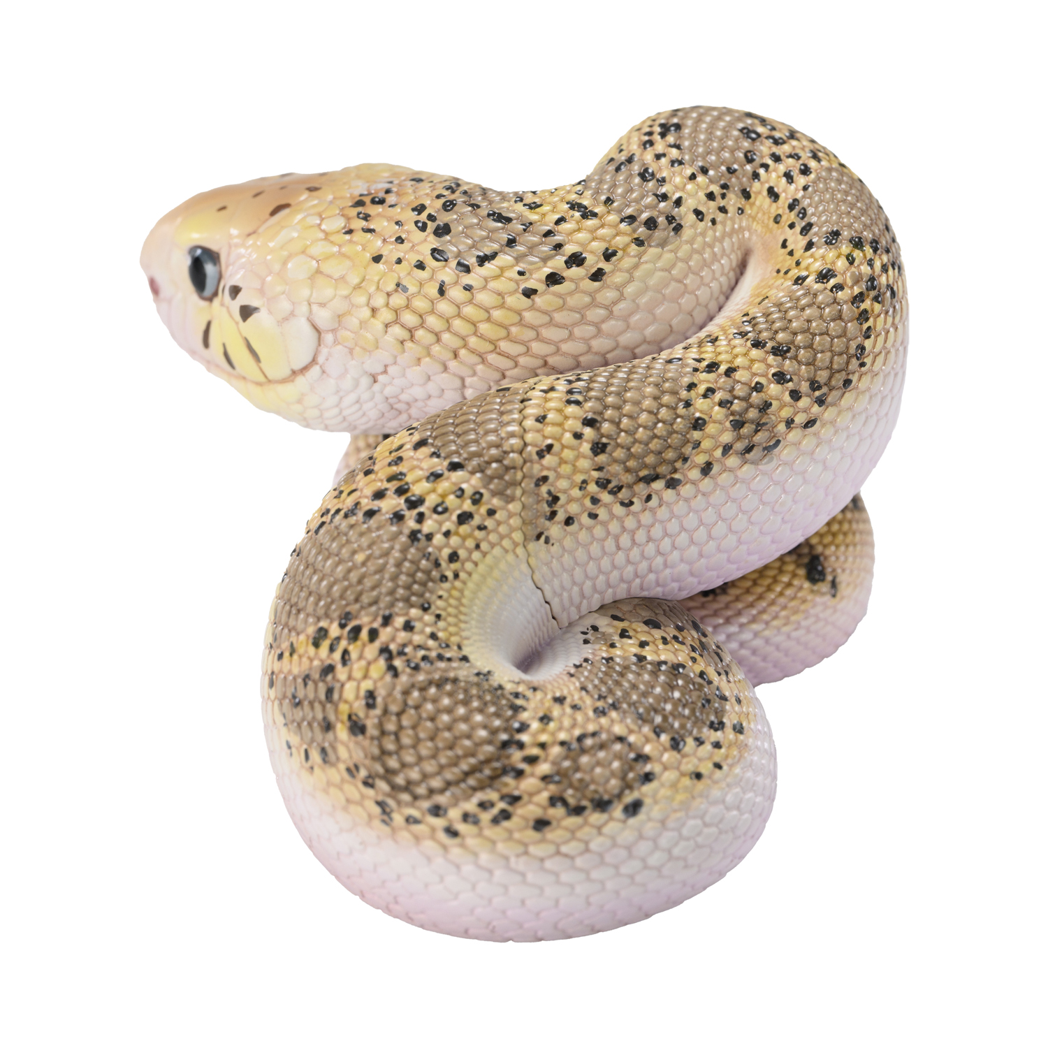 AHB Series 23 - Pine Snake – Pituophis melanoleucus | Snake