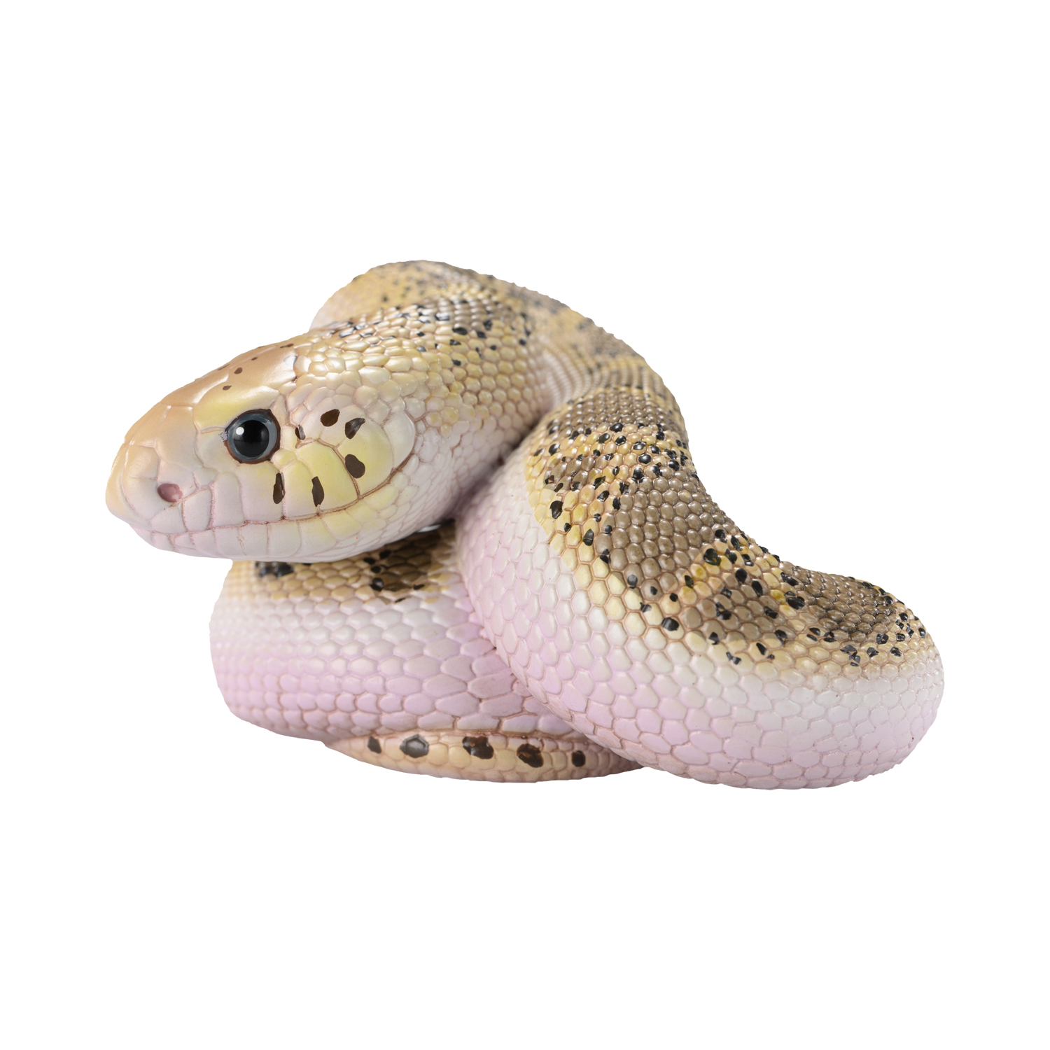 AHB Series 23 - Pine Snake – Pituophis melanoleucus | Snake