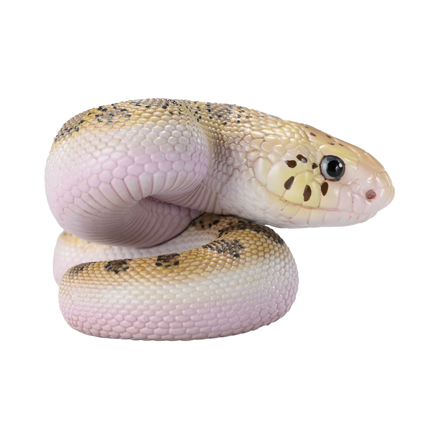 AHB Series 23 - Pine Snake – Pituophis melanoleucus | Snake