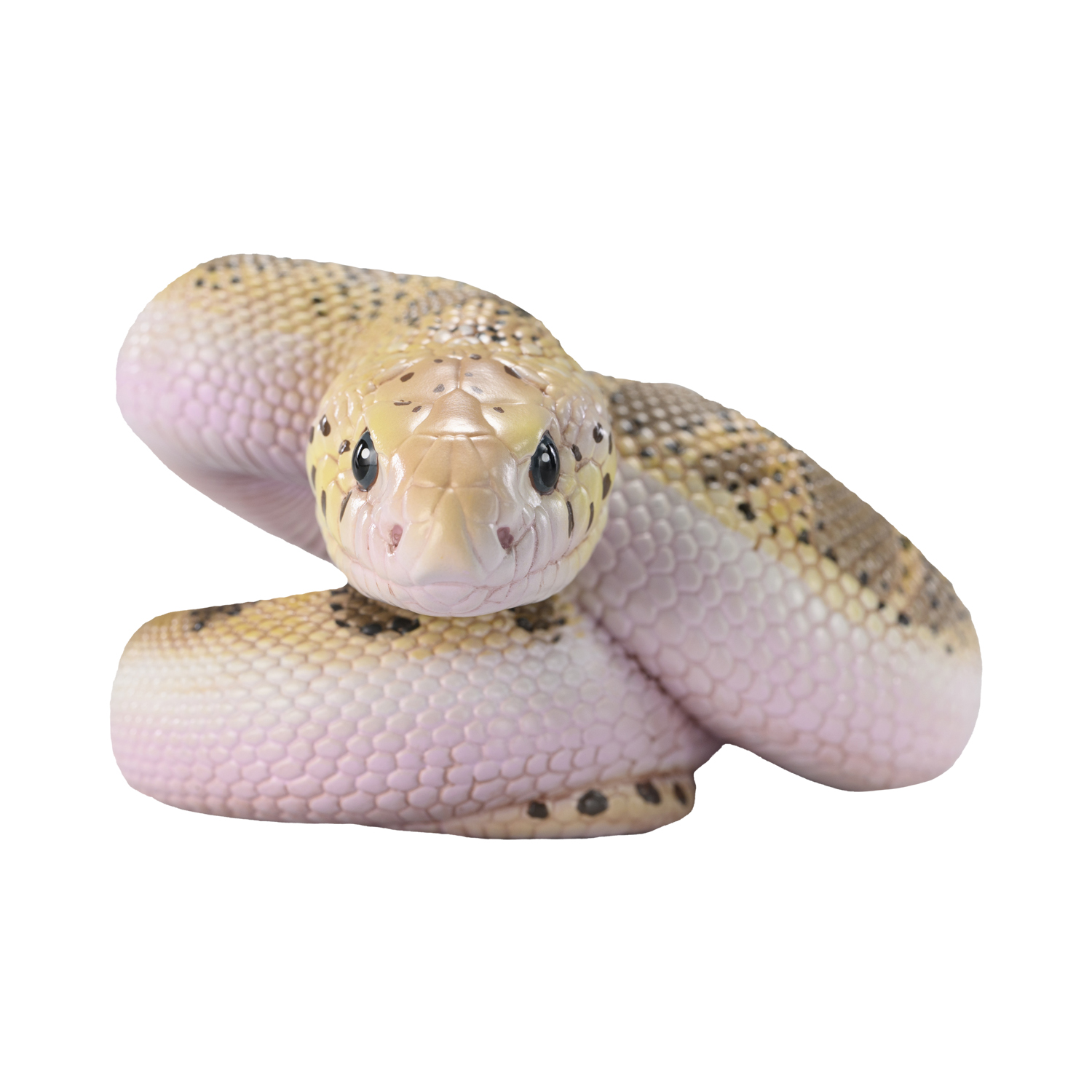 AHB Series 23 - Pine Snake – Pituophis melanoleucus | Snake
