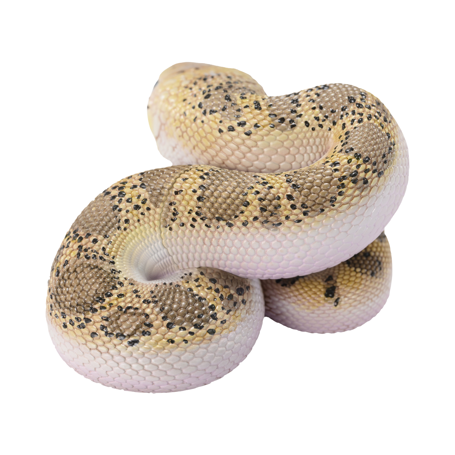 AHB Series 23 - Pine Snake – Pituophis melanoleucus | Snake