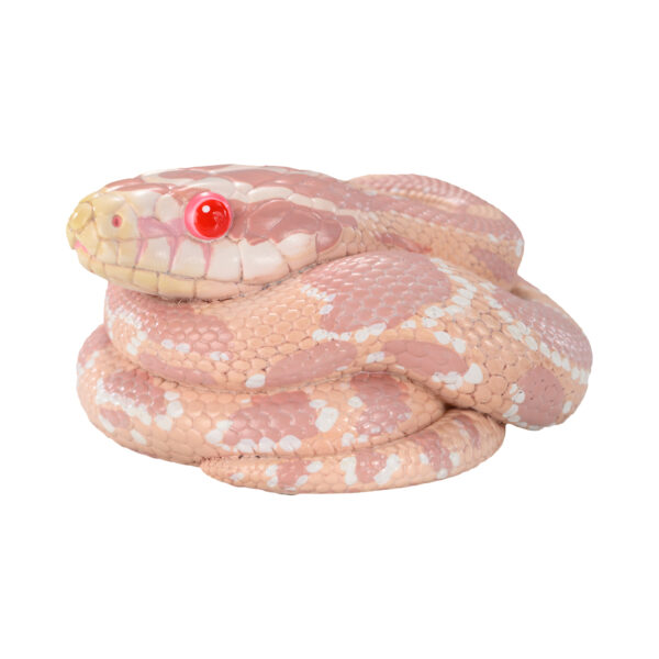 AHB Series 23 - Corn Snake (Coral Snow) – Pantherophis guttatus | Snake