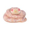 AHB-V23-04-04 AHB Series 23 - Corn Snake (Coral Snow) – Pantherophis guttatus | Snake