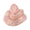 AHB-V23-04-05 AHB Series 23 - Corn Snake (Coral Snow) – Pantherophis guttatus | Snake
