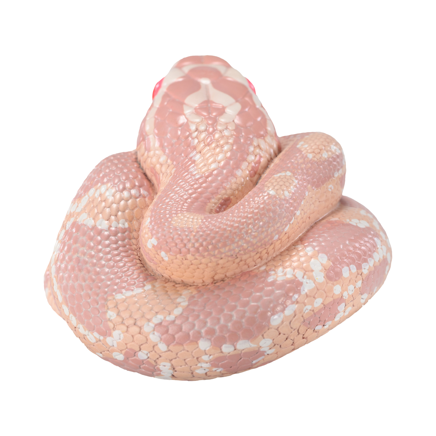 AHB-V23-04-05 AHB Series 23 - Corn Snake (Coral Snow) – Pantherophis guttatus | Snake