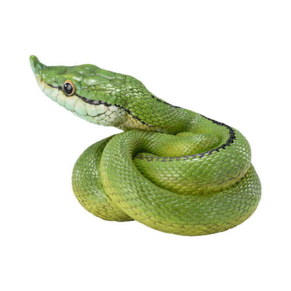 AHB-V23-05-02 AHB Series 23 - Baron’s Green Racer – Philodryas baroni | Snake