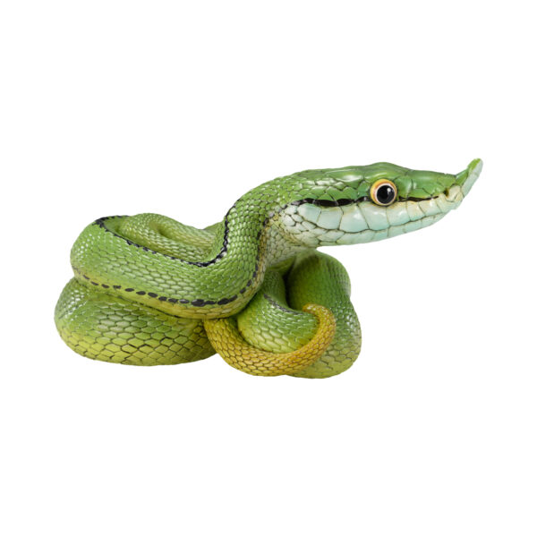 AHB-V23-05-03 AHB Series 23 - Baron’s Green Racer – Philodryas baroni | Snake