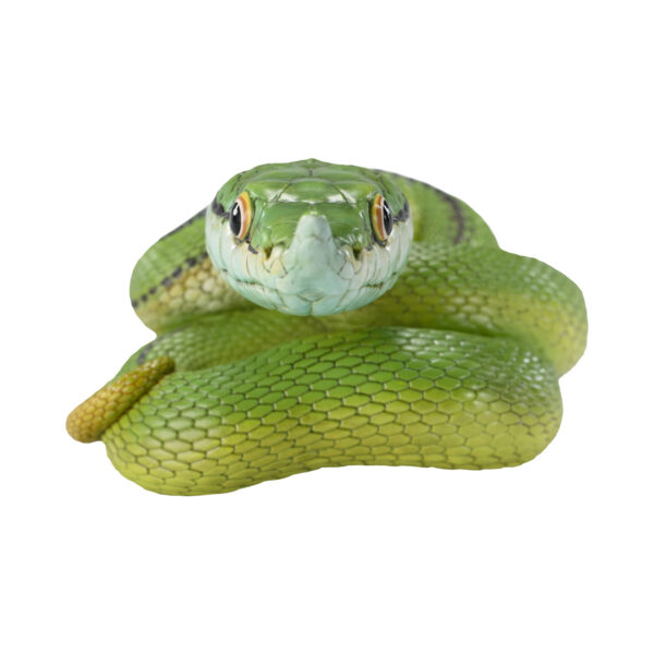 AHB-V23-05-04 AHB Series 23 - Baron’s Green Racer – Philodryas baroni | Snake