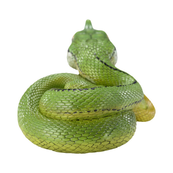 AHB-V23-05-05 AHB Series 23 - Baron’s Green Racer – Philodryas baroni | Snake