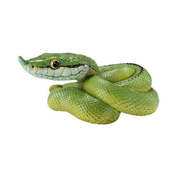 AHB-V23-05-06 AHB Series 23 - Baron’s Green Racer – Philodryas baroni | Snake