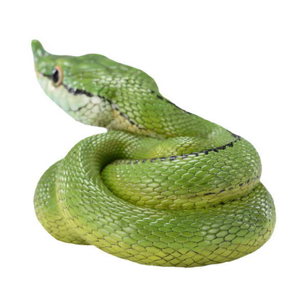 AHB-V23-05-07 AHB Series 23 - Baron’s Green Racer – Philodryas baroni | Snake