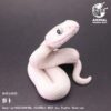 AHB-V23-08-01 AHB Series 23 - Texas Rat Snake (Leucistic) – Elaphe obsoleta lindheimeri | Snake