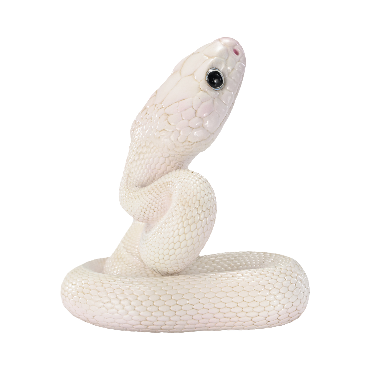 AHB-V23-08-02 AHB Series 23 - Texas Rat Snake (Leucistic) – Elaphe obsoleta lindheimeri | Snake