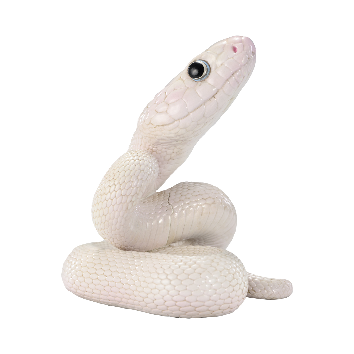 AHB-V23-08-03 AHB Series 23 - Texas Rat Snake (Leucistic) – Elaphe obsoleta lindheimeri | Snake