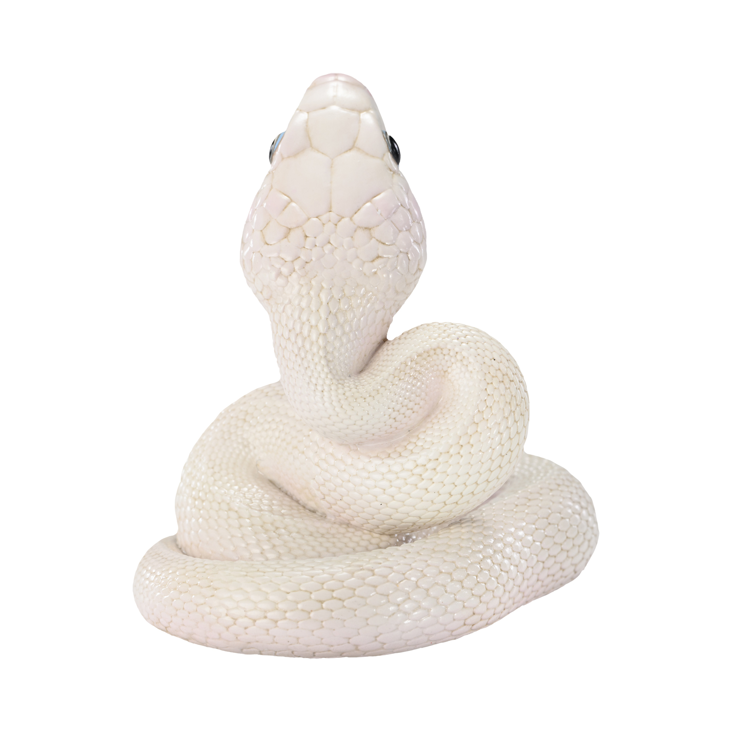 AHB-V23-08-05 AHB Series 23 - Texas Rat Snake (Leucistic) – Elaphe obsoleta lindheimeri | Snake